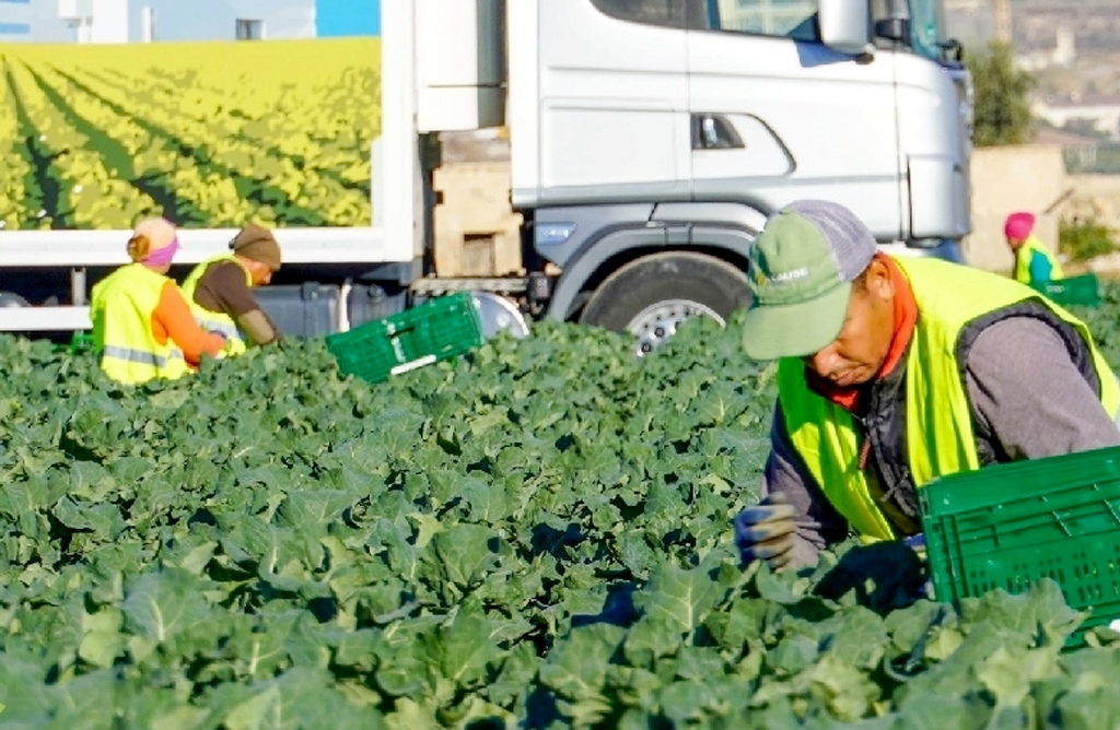 El paro aumenta en Totana durante agosto, aunque el municipio lidera la afiliación agrícola en la comarca